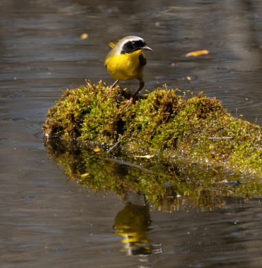 Male Common Yellow-thoat