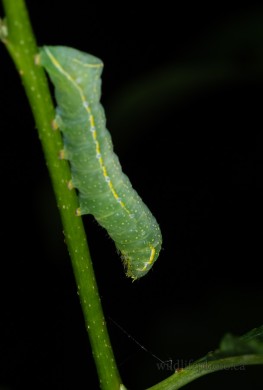 Copper Underwing Caterpillar