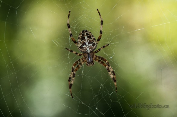 Cross Orb  Spider
