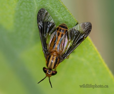 Deer Fly - Chrysops Vittatus