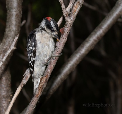 Immature male Downy Woodpecker