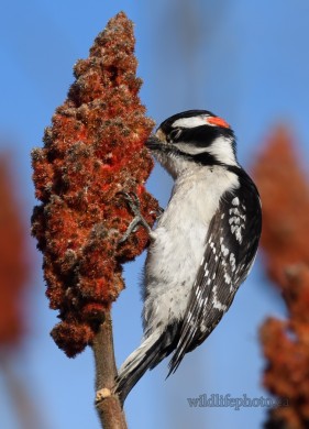 Male Downy Woodpecker eating Sumac Berries