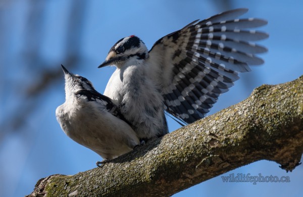 Downy Woodpeckers Mating