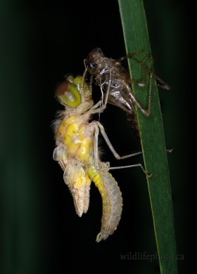 Dragonfly Emerging from Nymph Stage