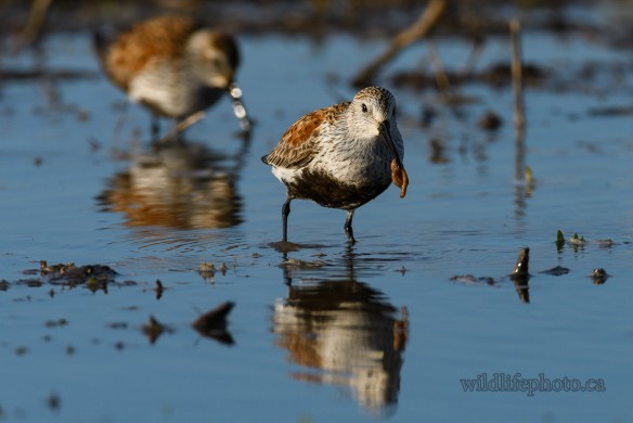 Dunlin with a Worm