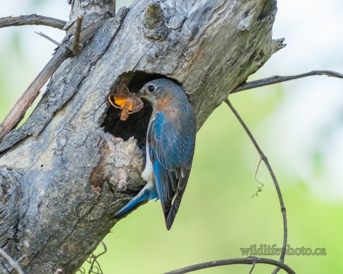 Eastern Bluebird at its Nest