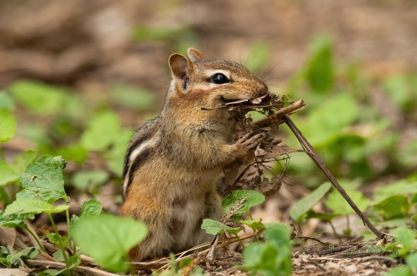 Eastern Chipmunk with Nesting Material