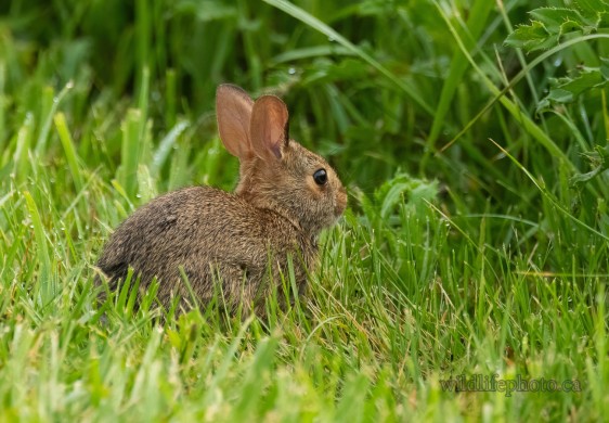 Juvenile Eastern Cottontail
