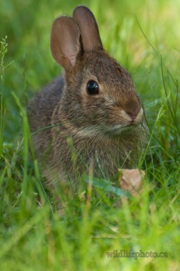 Juvenile Eastern Cottontail Rabbit