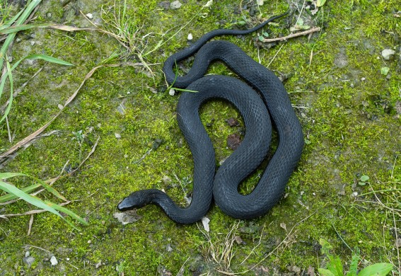 Melanistic Eastern Garter Snake