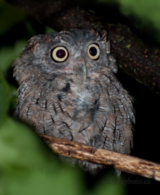 Immature Eastern Screech Owl