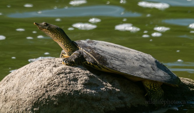 Female Eastern Spiny Softshell Turtle