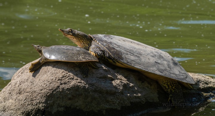 Male & Female Eastern Spiny Softshell Turtles