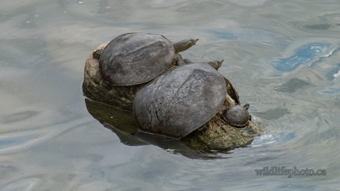 Eastern Spiny Softshell Turtles and Painted
