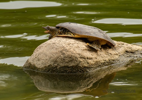 Eastern Spiny Softshell Turtle