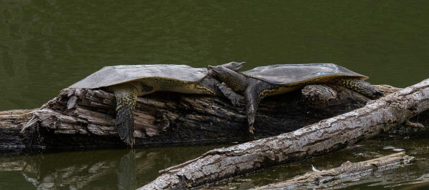 Eastern Spiny Softshell Turtles