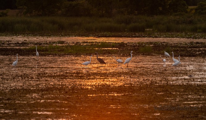 Egrets and Friend