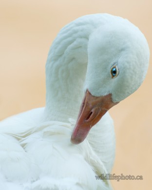 Embden Goose Portrait