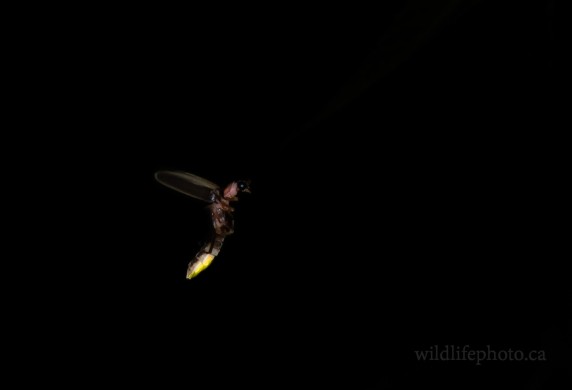 Firefly in Flight