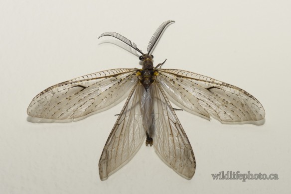 Male Fishfly