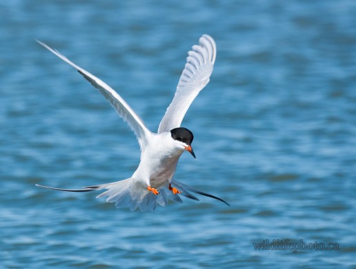 Forsters Tern Landing