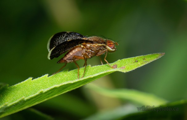 Fruit Fly - Eutreta Noveboracensis