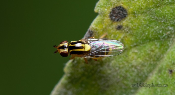 Grass Fly - Thaumatomyia Glabr