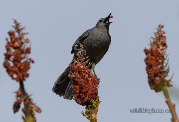 Gray Catbird Eating Sumac Berry