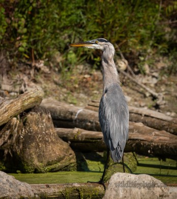 Great Blue Heron Swallowing a Large Fish
