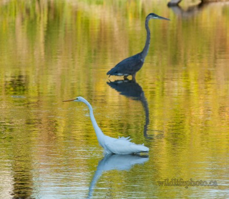 Great Egret & Great Blue Heron