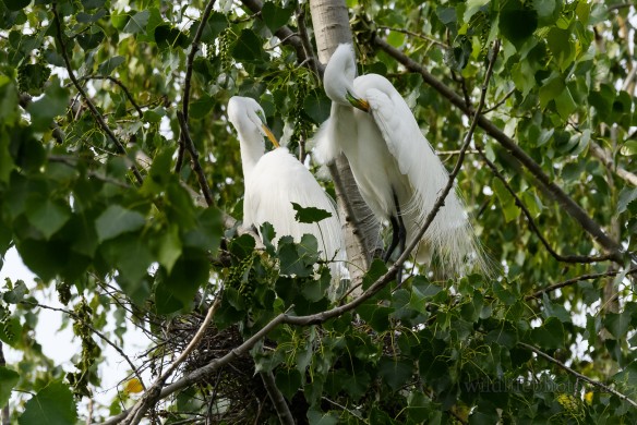 Great Egret Nest
