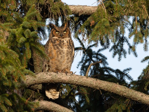 Female Great Horned Owl