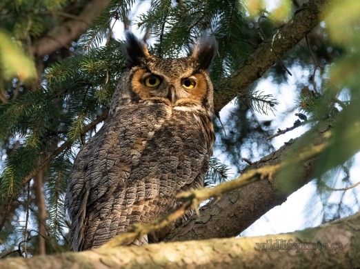 Male Great Horned Owl