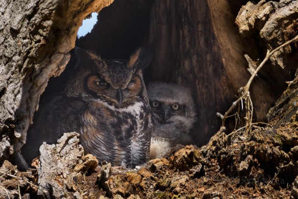 Great Horned Owl Nest - Adult with Young