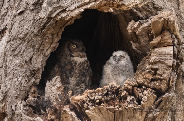 Great Horned Owl Nest