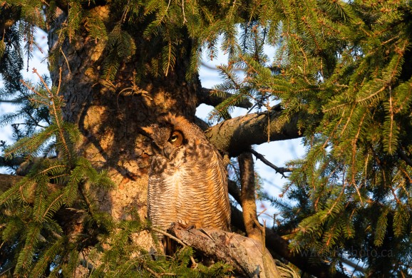 Female Great-horned Owl