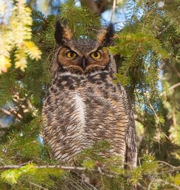Male Great-horned Owl