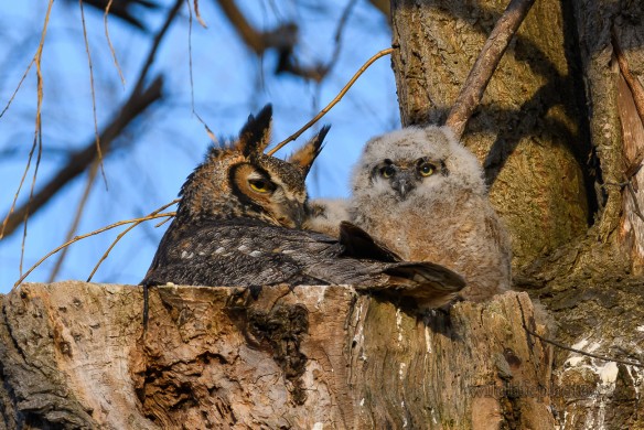 Great-horned Owl Nest