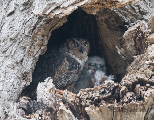 Great-horned Owl Nest