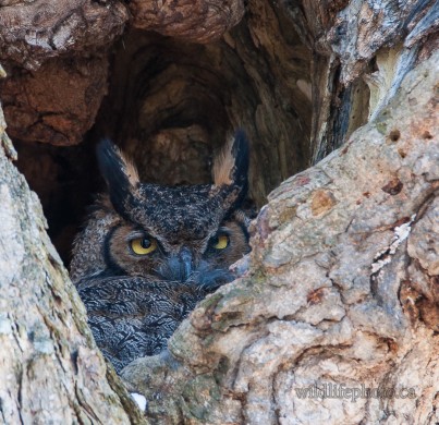 Great-horned Owl in its Nest