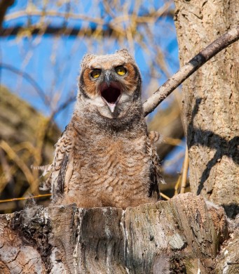 Owlet Yawning
