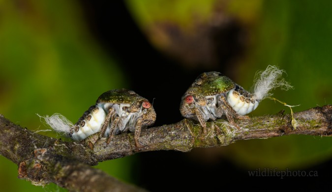 Green Cone-headed Planthopper Nymphs