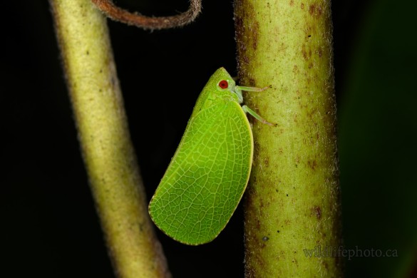 Green Cone-headed Planthopper