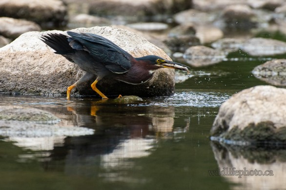 Green Heron with Catch
