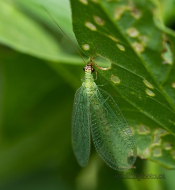 Green Lacewing - Chrysopa Oculata