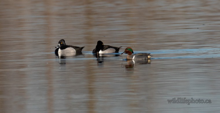 Green-winged Teal and Ring-necked Duck