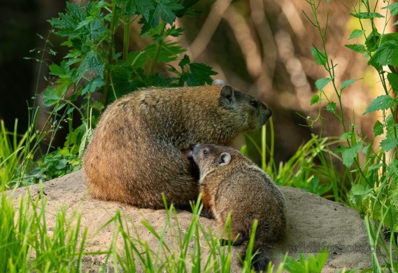 Groundhog Feeding Young