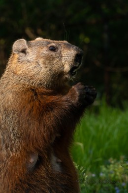 Female Groundhog
