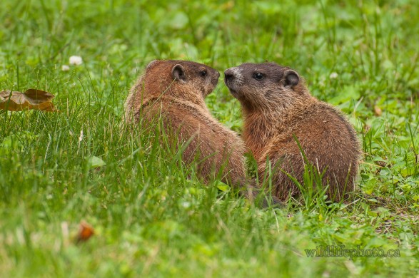 Immature Groundhogs