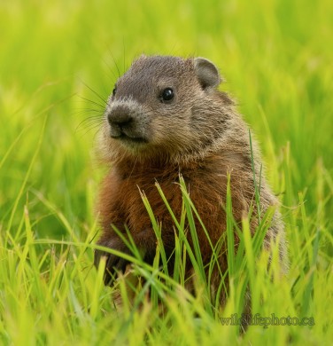 Juvenile Groundhog